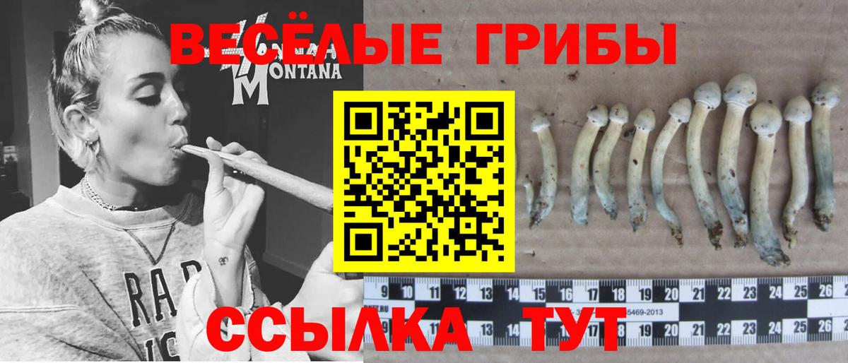 Псилоцибиновые грибы Psilocybe Лангепас